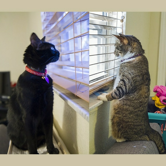 Meet your Posher, Guillermo - Picture 5 of 7